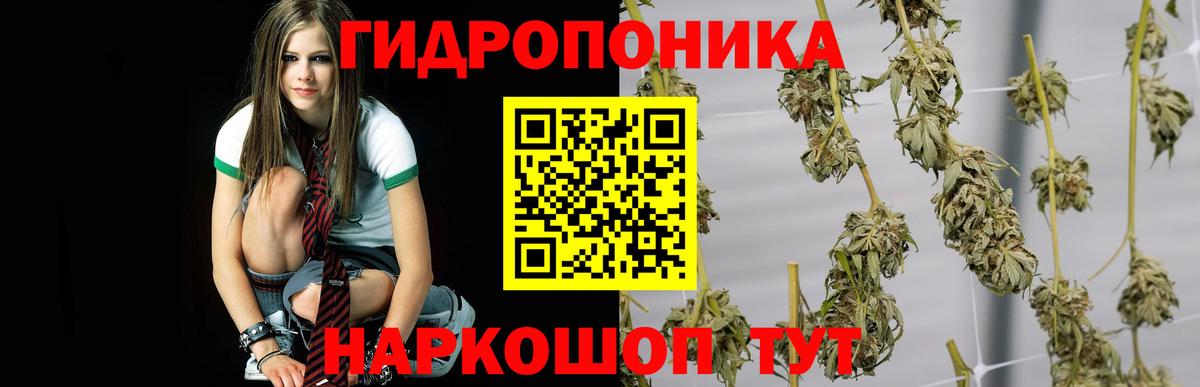 Каннабис марихуана Балтийск